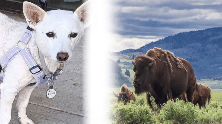 luna and yellowstone